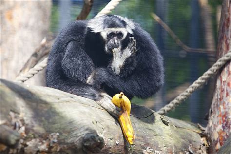 Der Novosibirskie Zoologische Garten: Ein paradiesisches Zuhause für faszinierende Tierarten!